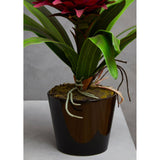 Pink Tropical Plant With Black Ceramic Pot