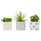 Fiori Set Of 3 Succulents In Henna Ceramic Pots