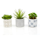 Fiori Set Of 3 Succulents In Henna Ceramic Pots