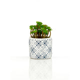 Fiori Set Of 3 Succulents In Henna Ceramic Pots