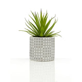 Fiori Set Of 3 Succulents In Henna Ceramic Pots