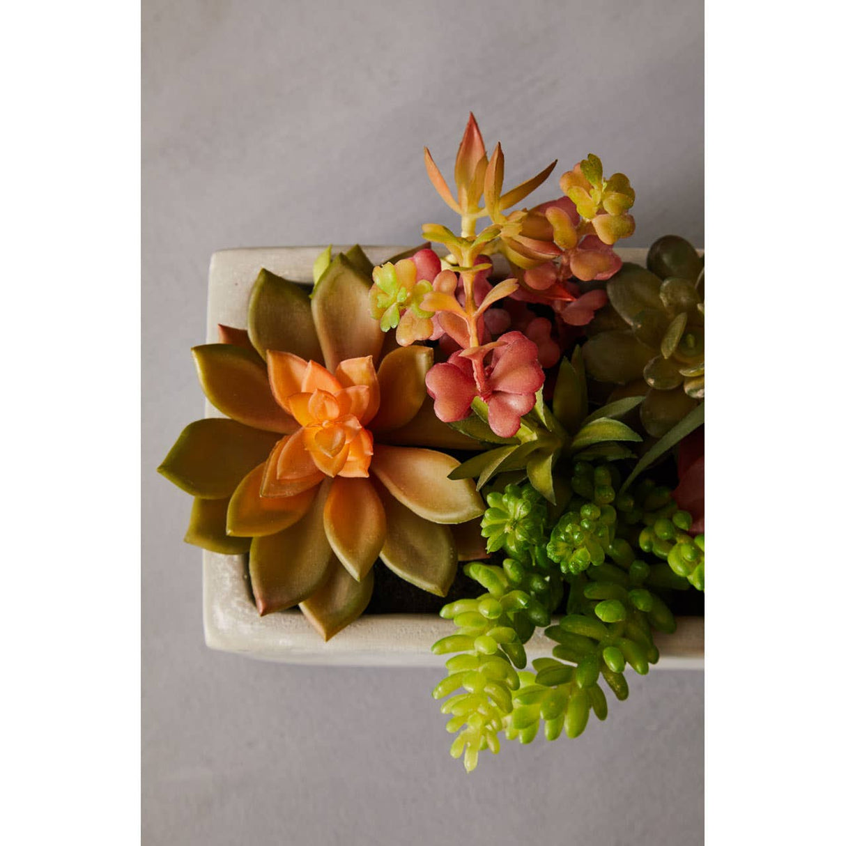 Fiori Mixed Succulents With Cement Pot