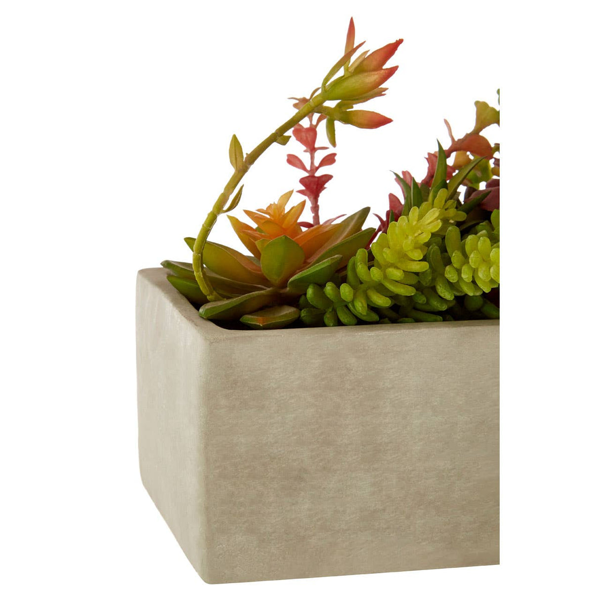 Fiori Mixed Succulents With Cement Pot
