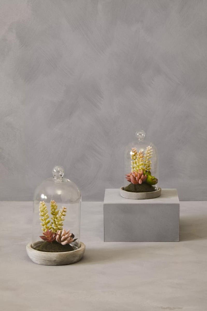 Fiori Small Succulent Dome With Cement Base