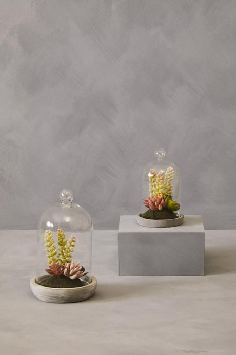 Fiori Small Succulent Dome With Cement Base