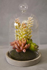 Fiori Small Succulent Dome With Cement Base