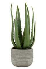 Aloe Vera in Stylish Cement Planter