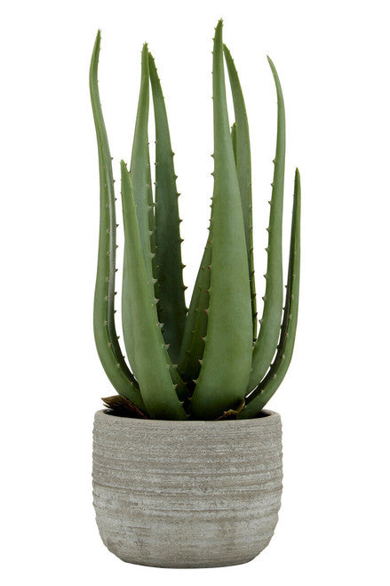 Aloe Vera in Stylish Cement Planter
