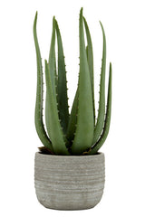 Aloe Vera in Stylish Cement Planter