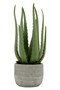 Aloe Vera in Stylish Cement Planter