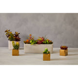 Mini Succulents Fiori With Gold Pot -  Set Of 3