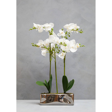 Fiori White Orchid Plant / Silver Finish Pot