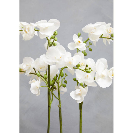 Fiori White Orchid Plant / Silver Finish Pot