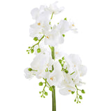 Fiori White Orchid Plant / Silver Finish Pot