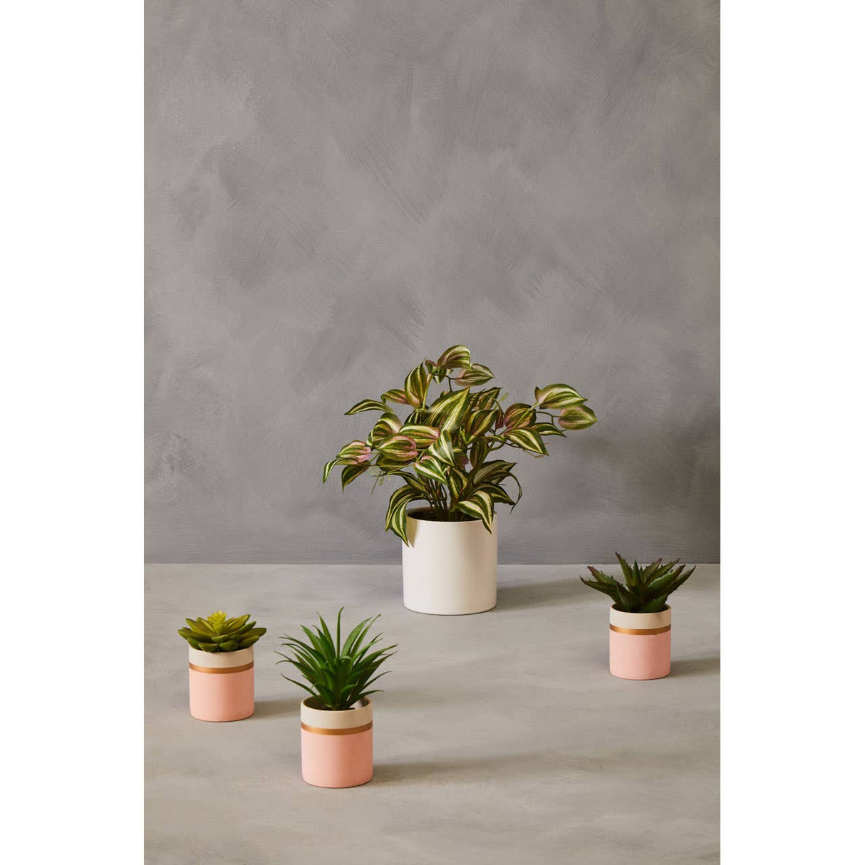 Fiori Set Of 3 Pink Pot Succulents