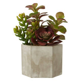 Fiori Mixed Succulent