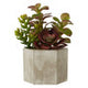 Fiori Mixed Succulent