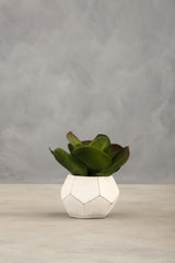 Fiori White Cement Pot Succulent