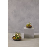 Fiori Large Glass Pot Mixed Succulent