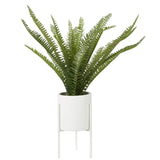 Fiori Fern With White Cement And Iron Pot