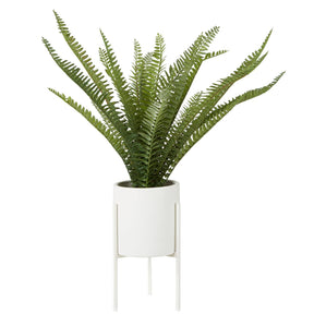 Fiori Fern With White Cement And Iron Pot
