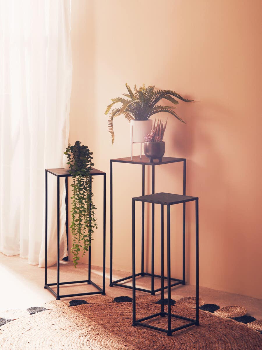 Fiori Fern With White Cement And Iron Pot