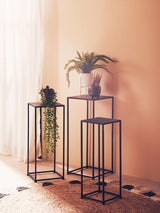 Fiori Fern With White Cement And Iron Pot