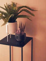 Fiori Fern With White Cement And Iron Pot