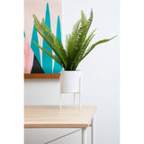 Fiori Fern With White Cement And Iron Pot