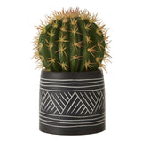 Fiori Cactus Succulent