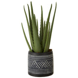 Fiori Aloe Vera Succulent