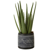 Fiori Aloe Vera Succulent