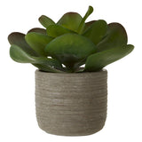 Fiori Lotus Succulent