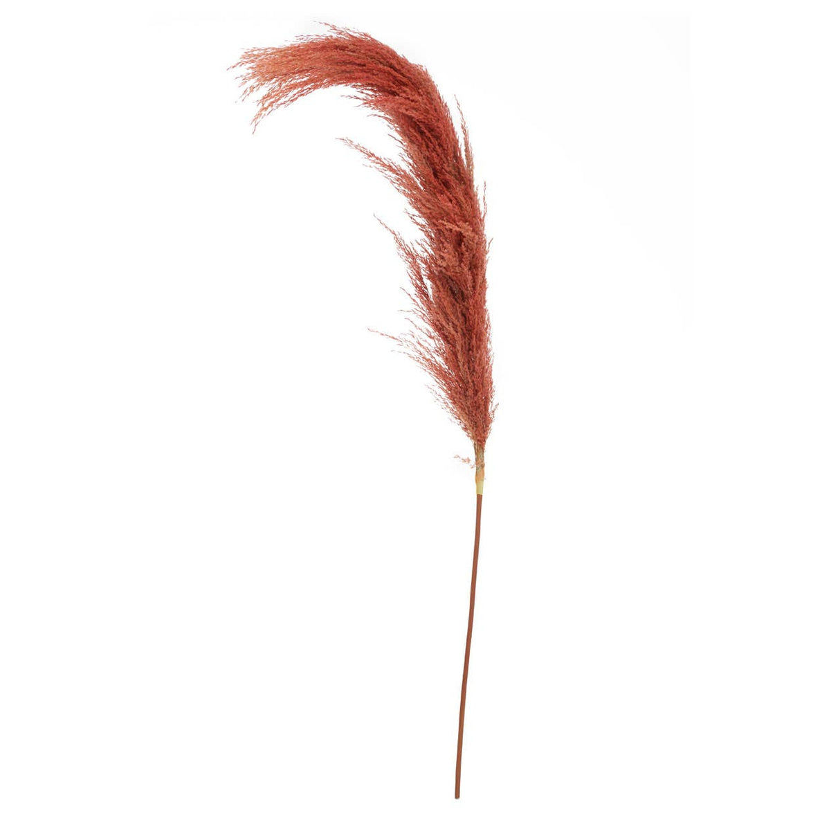 Fiori Pampas Grass Orange Stem