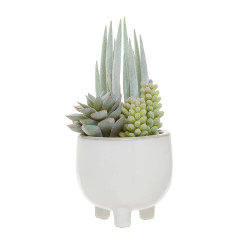 Fiori Mixed Succulents With White Ceramic Pot