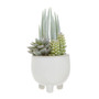 Fiori Mixed Succulents With White Ceramic Pot