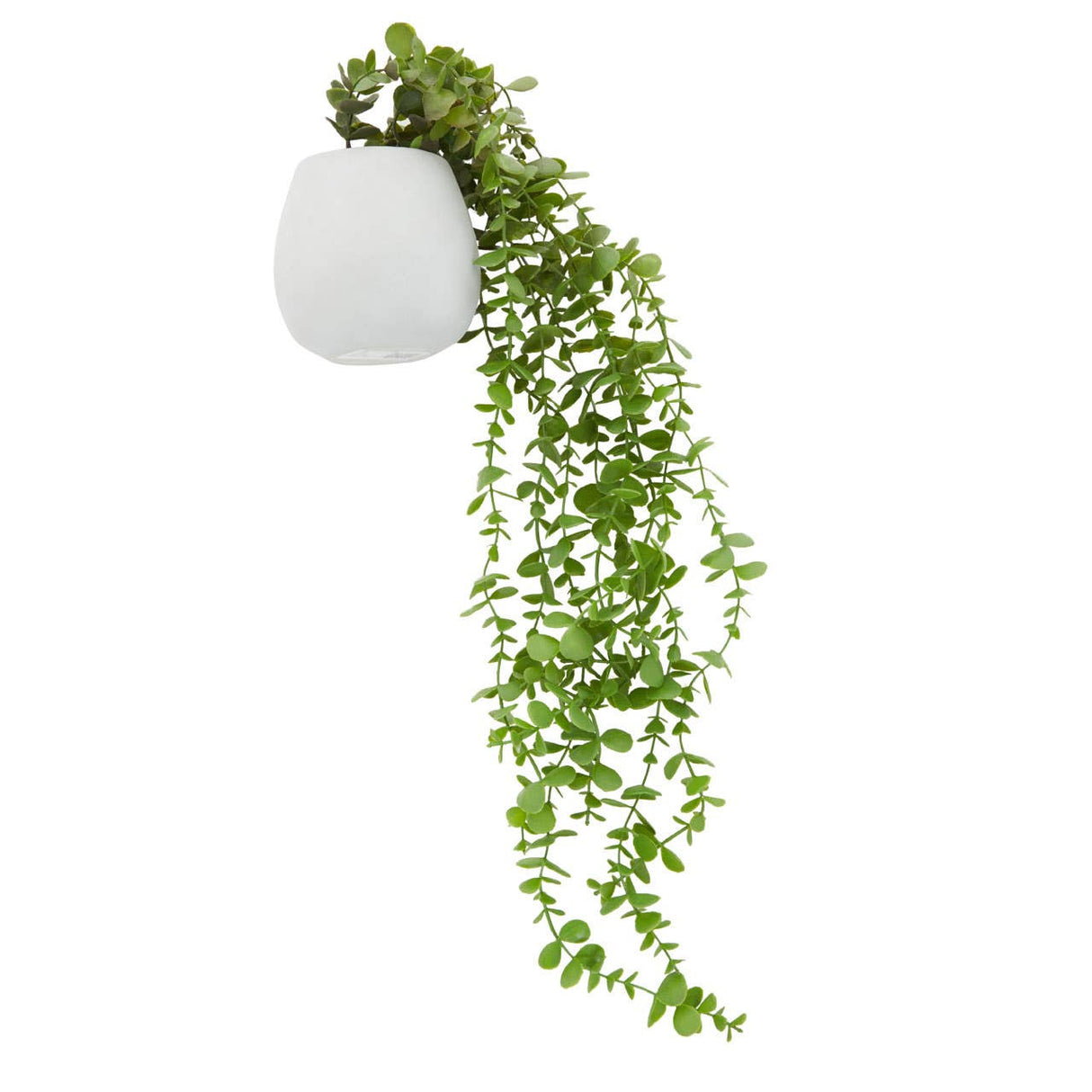 Fiori Trailing Ivy