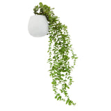 Fiori Trailing Ivy