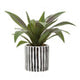 Fiori Agave In Ceramic Pot