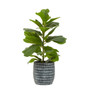 Fiori Ficus Plant in a Pot