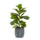Fiori Ficus Plant in a Pot