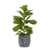 Fiori Ficus Plant in a Pot