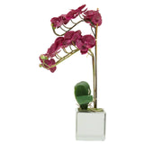 Fiori Aubergine Orchid Plant