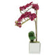 Fiori Aubergine Orchid Plant