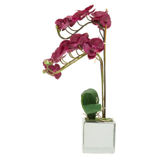 Fiori Aubergine Orchid Plant