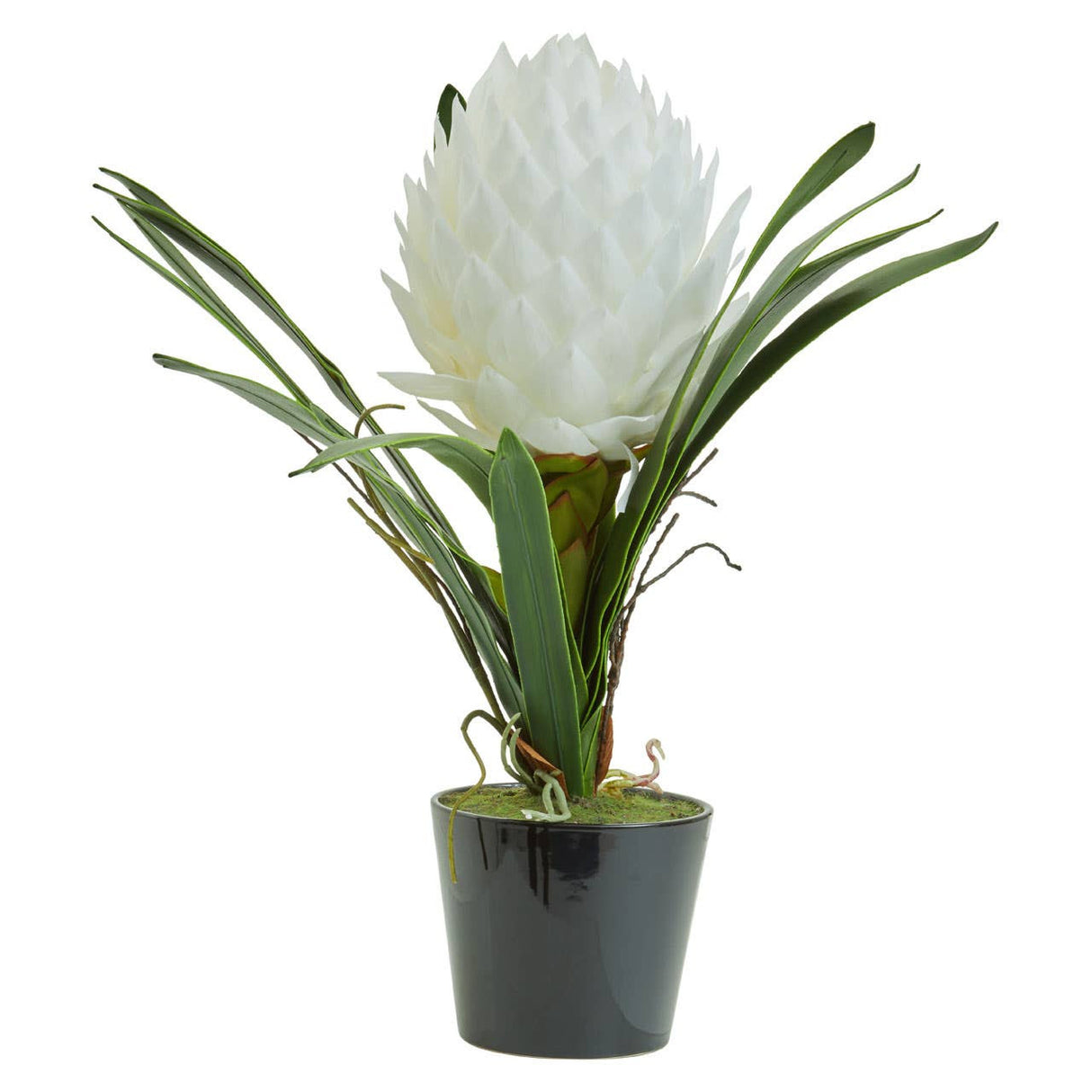 Fiori White Tropical Plant