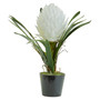 Fiori White Tropical Plant