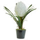 Fiori White Tropical Plant