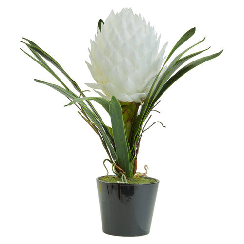 Fiori White Tropical Plant
