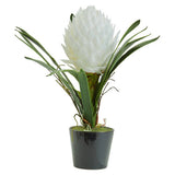 Fiori White Tropical Plant